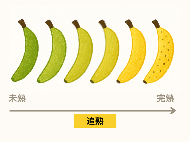 バナナが青く未熟な状態から、徐々に果皮が黄みがかって熟していく様子を示したイラスト。完熟したバナナは果皮が全体的に黄色く、ところどころにシュガースポットと呼ばれる黒い点がある。