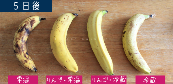 バナナの追熟実験1日目。4本のバナナがある。左から「常温保存」「りんごと一緒に常温保存」「りんごと一緒に冷蔵保存」「冷蔵保存」。4本とも黄色くなっている。常温保存したものは皮が黒ずんで傷みかけている。
