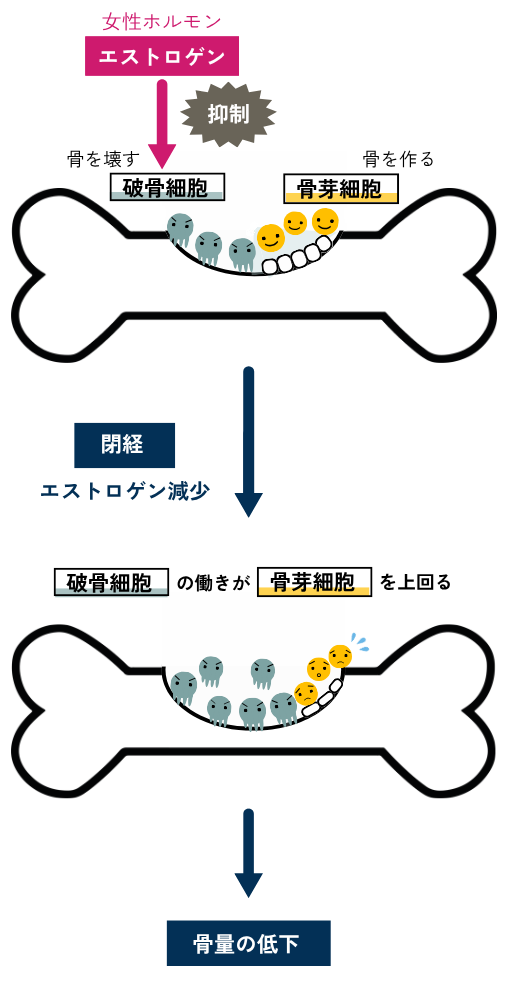 骨のリモデリングとエストロゲンの関係を表したイラスト。骨を壊す破骨細胞の働きをエストロゲンが抑制している様子と、閉経後のエストロゲン減少により破骨細胞の働きが骨芽細胞の働きを上回り、骨代謝のバランスが崩れる様子を示している。
