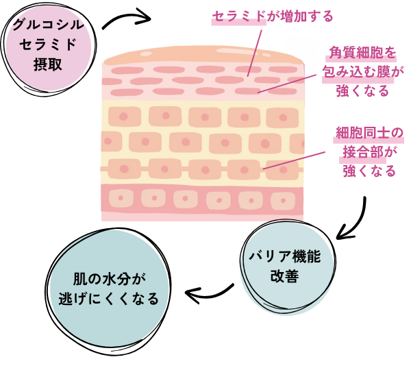 グルコシルセラミドを摂取したときに期待できる効果を図で示したもの。肌の断面図に上から「セラミドが増加する」「角質細胞を包み込む膜が強くなる」「細胞同士の接合部が強くなる」と書かれ、その結果「バリア機能改善」「肌の水分が逃げにくくなる」と示されている。