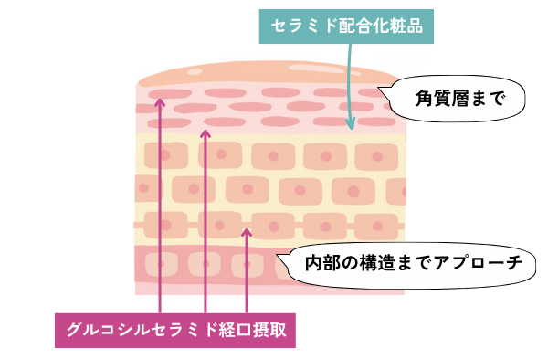 セラミド化粧水でケアした場合と、グルコシルセラミドを経口摂取した場合の効果の違いを示した図。肌の断面図があり、上部には「セラミド配合化粧品」とあり、角質層までケアできることを示す。下部には「グルコシルセラミド経口摂取」とあり、角質層だけでなく、内部の構造(顆粒層のタイトジャンクション)にもアプローチできる様子を示している。