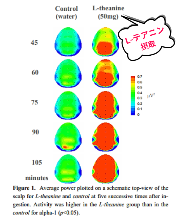 L-テアニン摂取群と、水の摂取群の脳波を比較した図。L-テアニン摂取群のほうが脳が全体的に赤くなっており、α波が増加している。