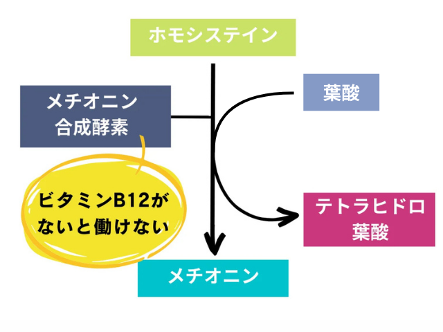 ホモシステインからメチオニンを産生する反応を示した図