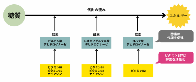 糖質代謝に関わる酵素と、その補酵素となるビタミンB群の関係を示した図。ピルビン酸デヒドロゲナーゼにはビタミンB1・B2・ナイアシンが補酵素として働く。2-オキソグルタル酸デヒドロゲナーゼにはビタミンB1・B2・ナイアシン、コハク酸デヒドロゲナーゼにはビタミンB2が補酵素となる。