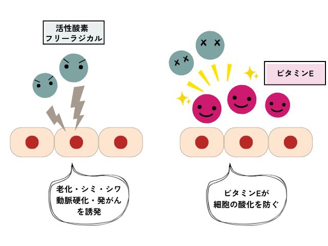 ビタミンEが細胞を酸化から守る仕組みを示したイメージ画像