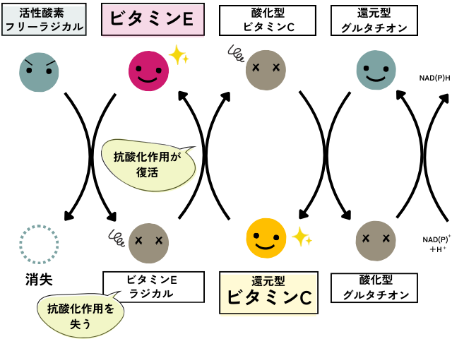 ビタミンEとビタミンCの関係を表した図。活性酸素やフリーラジカルとビタミンEが反応すると、フリーラジカルなどは消失し、ビタミンEはビタミンEラジカルになり抗酸化作用を失う。ビタミンEラジカルは、還元型ビタミンCと反応して抗酸化作用を取り戻す。還元型ビタミンCは、ビタミンEと反応すると酸化型ビタミンCになり抗酸化作用を失うが、還元型グルタチオンにより還元型ビタミンCに戻り、抗酸化作用を取り戻す。
