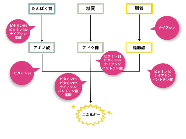 糖質・たんぱく質・脂質の代謝経路にビタミンがどうか関与するか示した図。たんぱく質の代謝には主にビタミンB6・B12・ナイアシン・葉酸、糖質代謝には主にビタミンB1・B2・ナイアシン・パントテン酸、脂質代謝には主にナイアシン・ビタミンB2・パントテン酸が関与している。