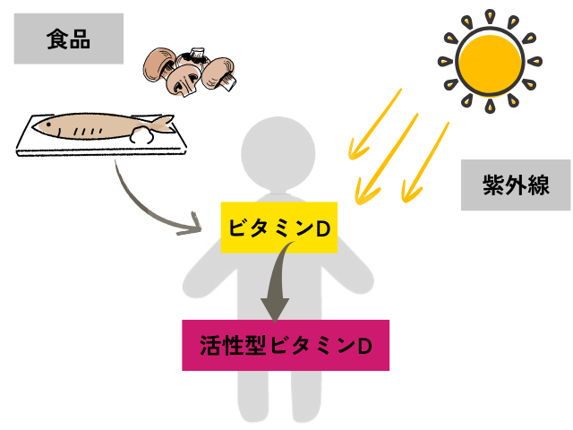 食品に含まれるビタミンDと、紫外線から産生されるビタミンDのイメージ図。体内でビタミンDが活性型に変換されるまでを示したオリジナルイラスト。。